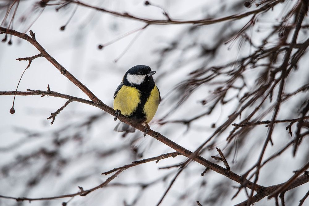 Фотография автора Анна Абрамова