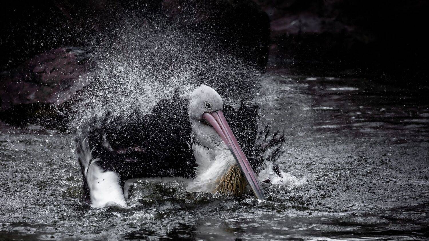 Фотография #9054167