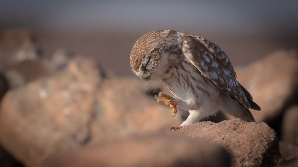 Photograph by Maitham Al Lawati