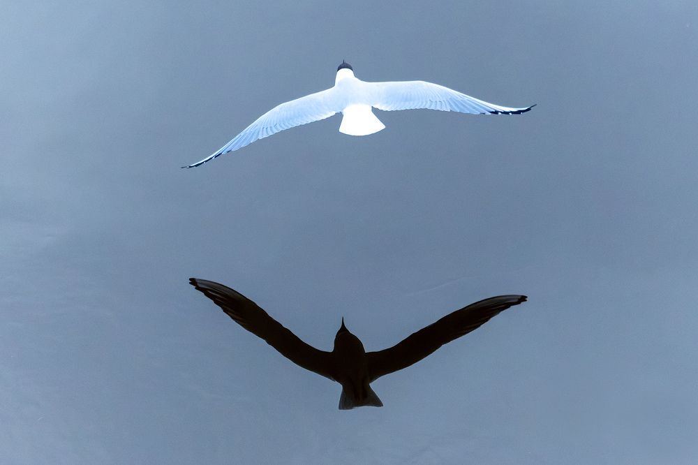 На бреющем полёте