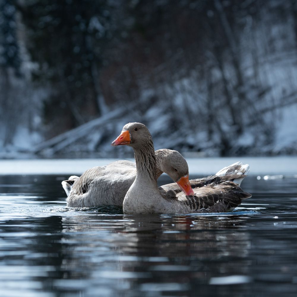 Photograph by Аркадий Старочкин