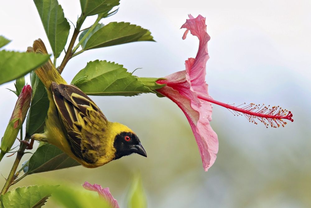 Photograph by Johan Koch