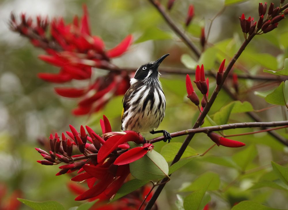 Photograph by Johan Koch