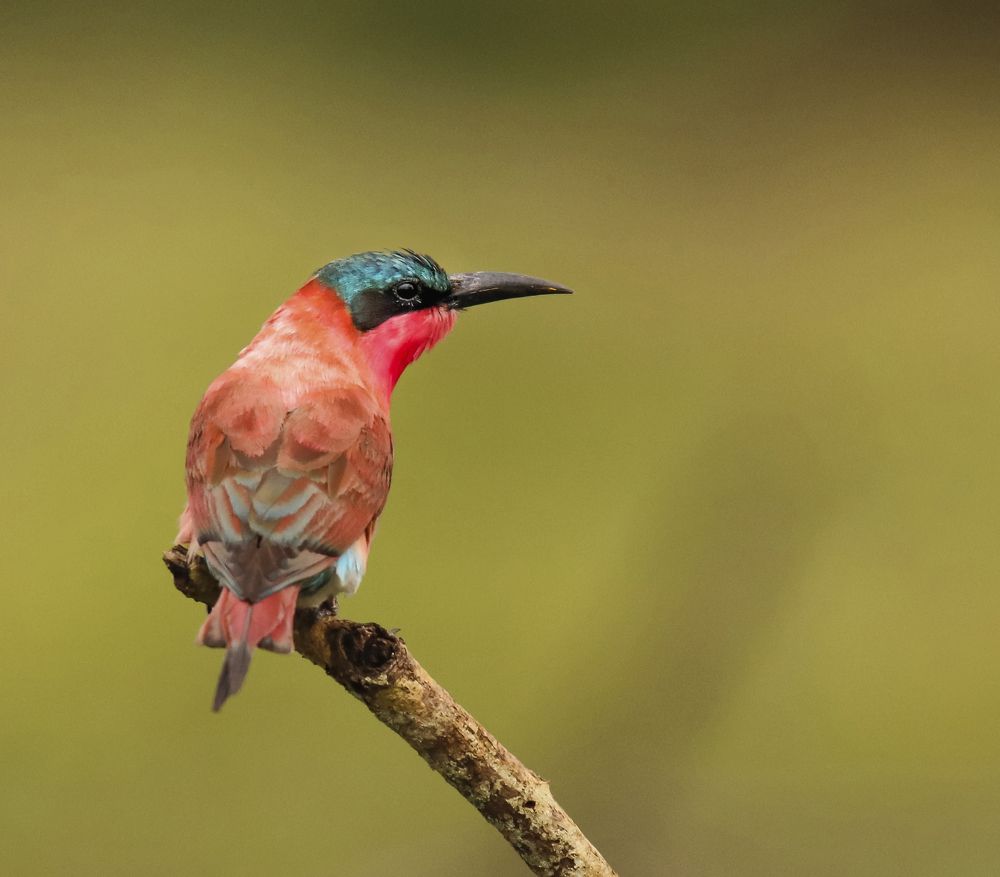 Photograph by Johan Koch