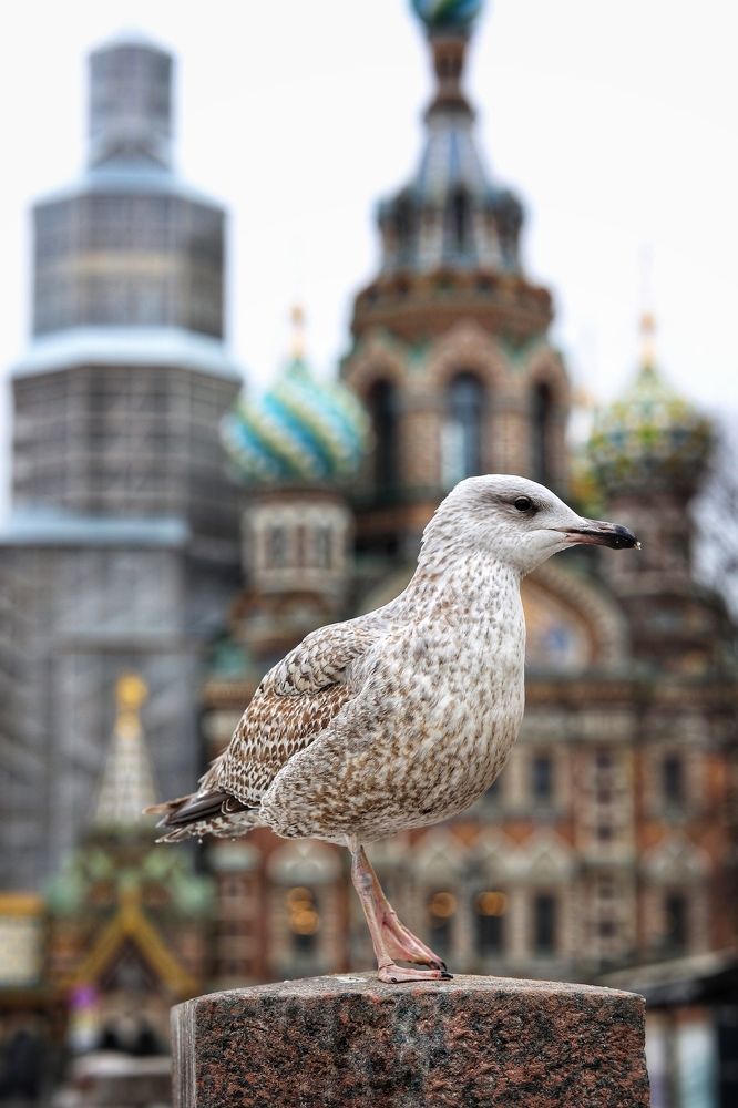 Photograph by Мария Поливода