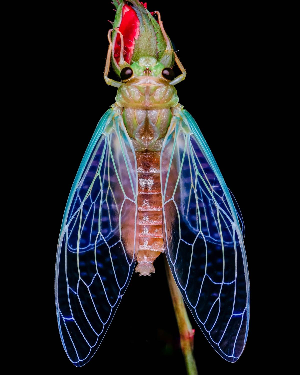Cicada