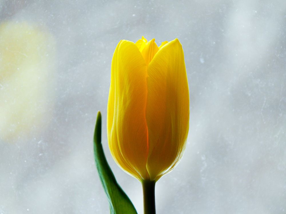 Photograph by Mari Kir