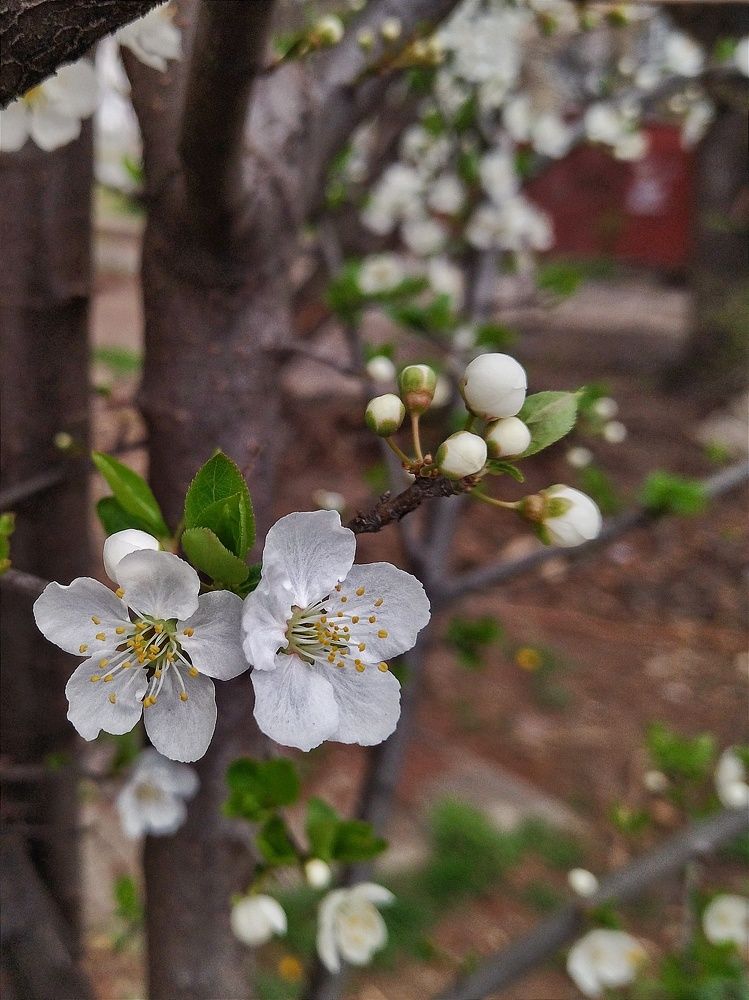 Весенняя нежность.