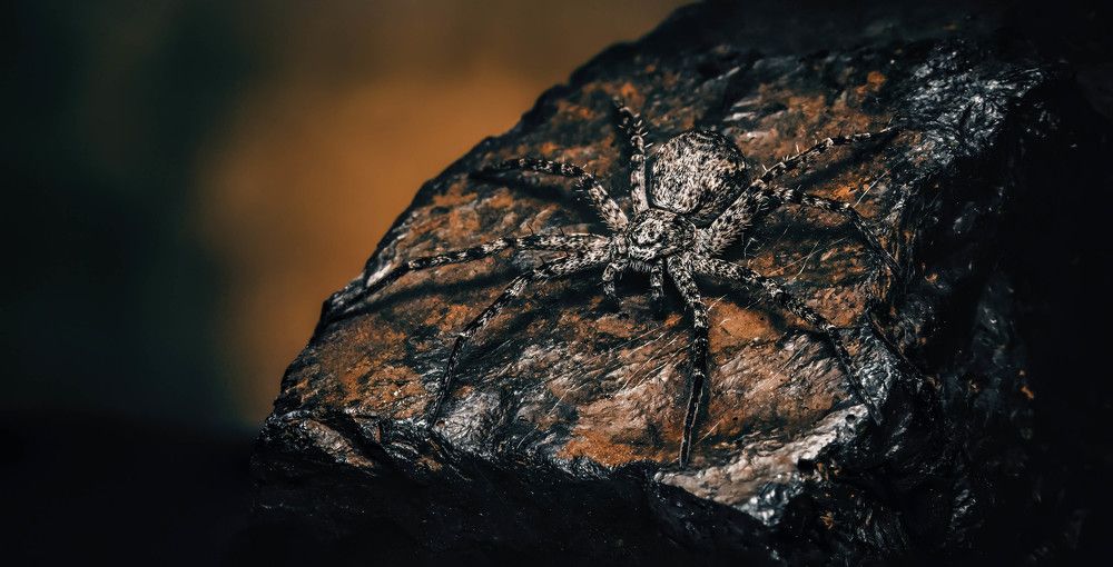 Photograph by Stéphane Boucher