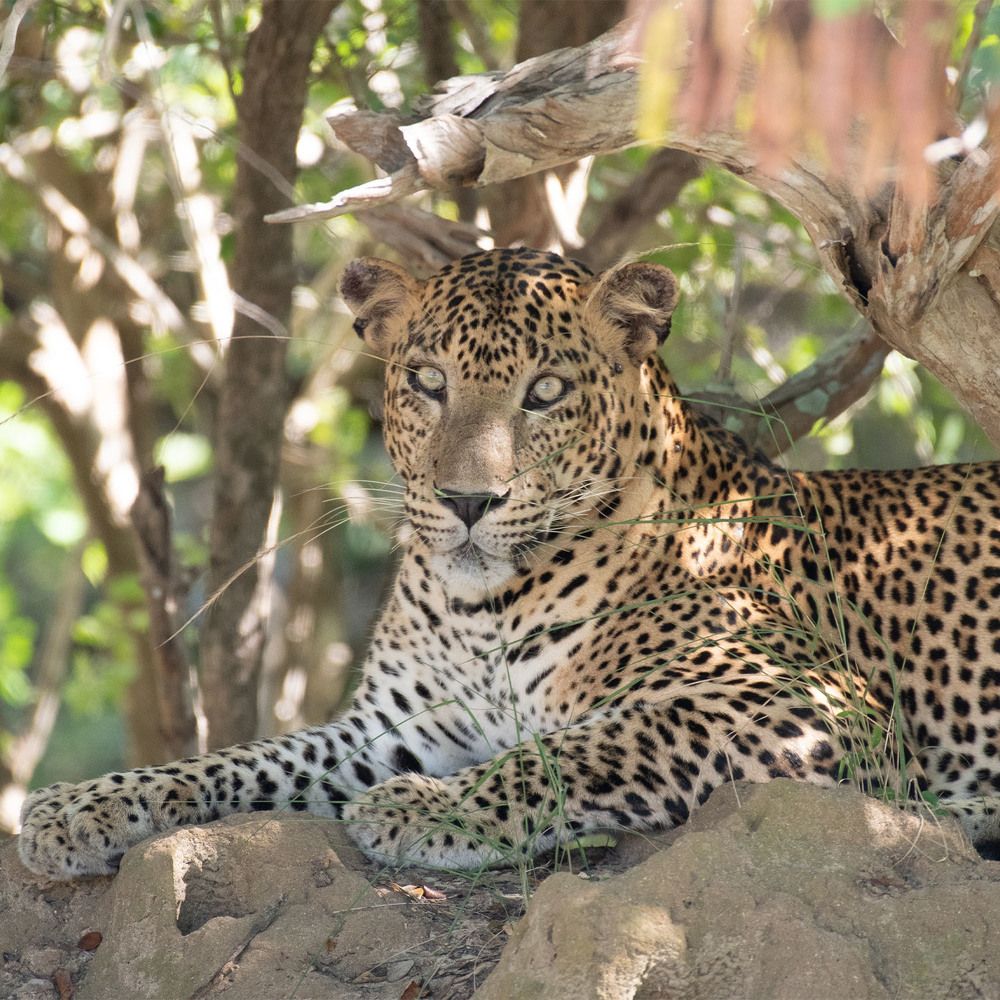 Photograph by Thushyanthan Ravichandrakumar