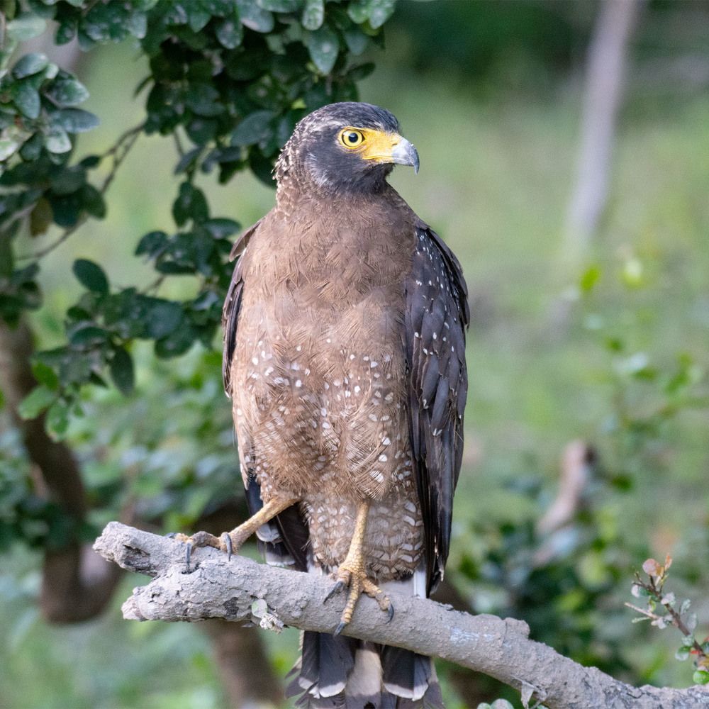 Photograph by Thushyanthan Ravichandrakumar