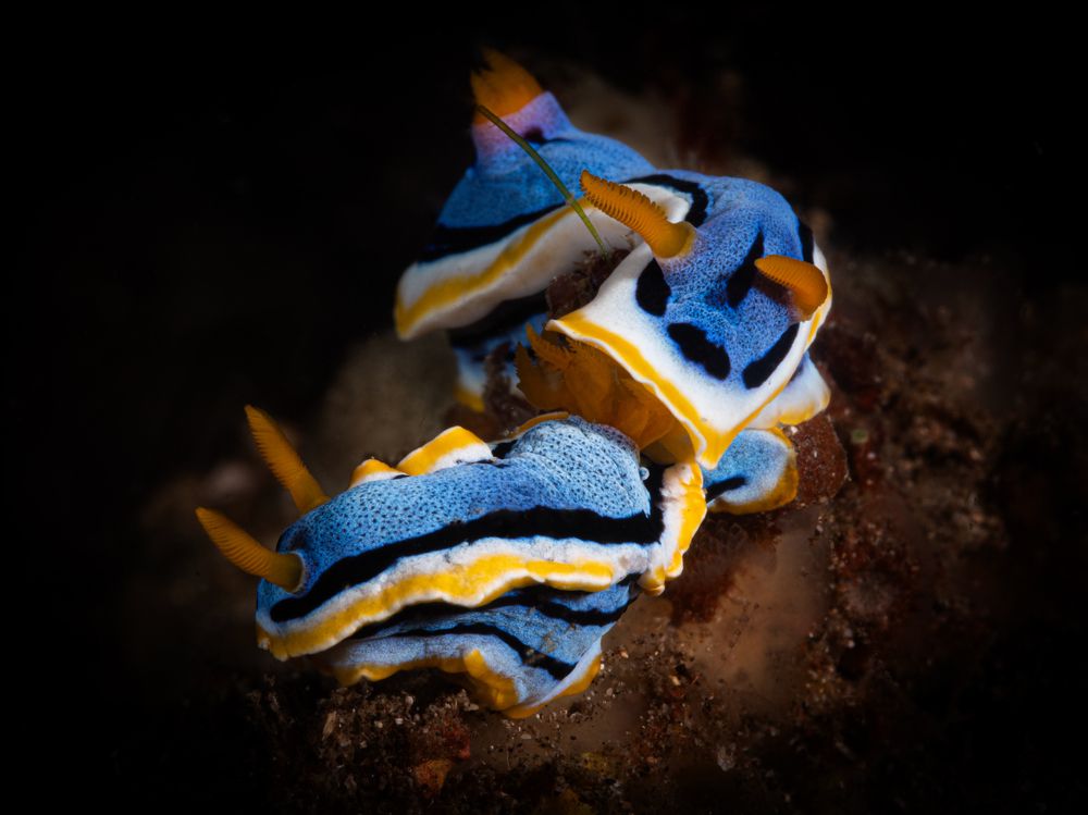 Underwater Photography