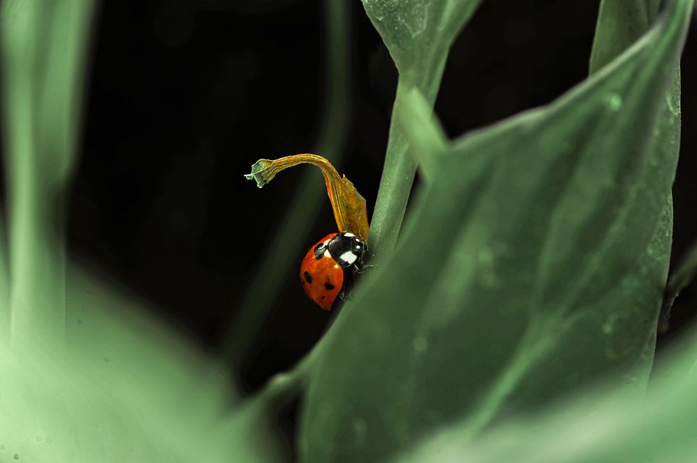 Фотография автора Дмитрий Герасимов
