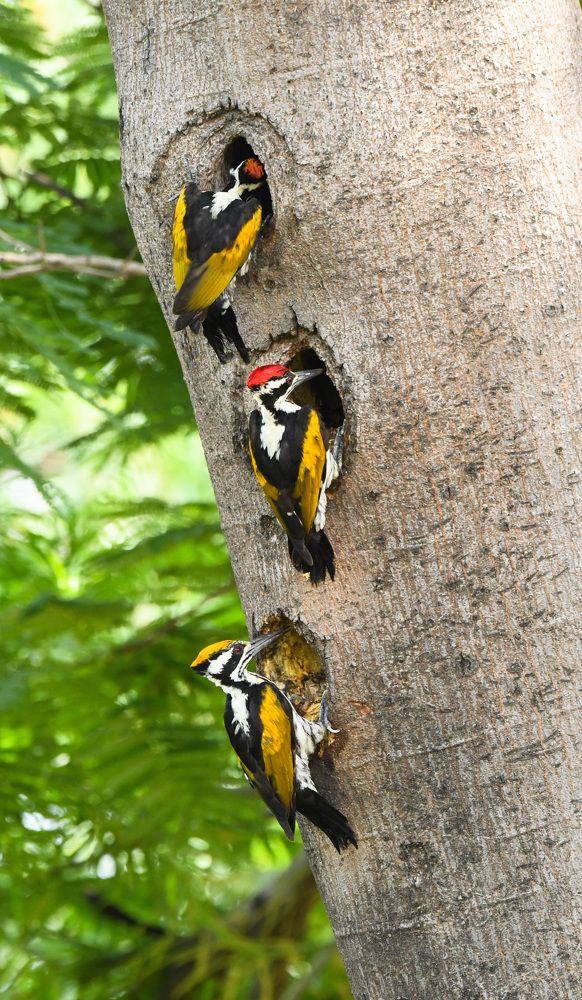 ?????-????? ???????????