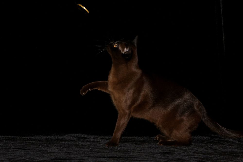 Фотография автора Надежда Лисицына