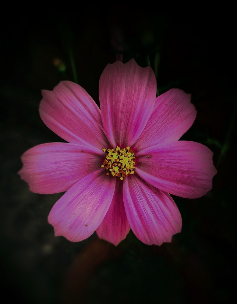 Фотография автора Anwesha Singha