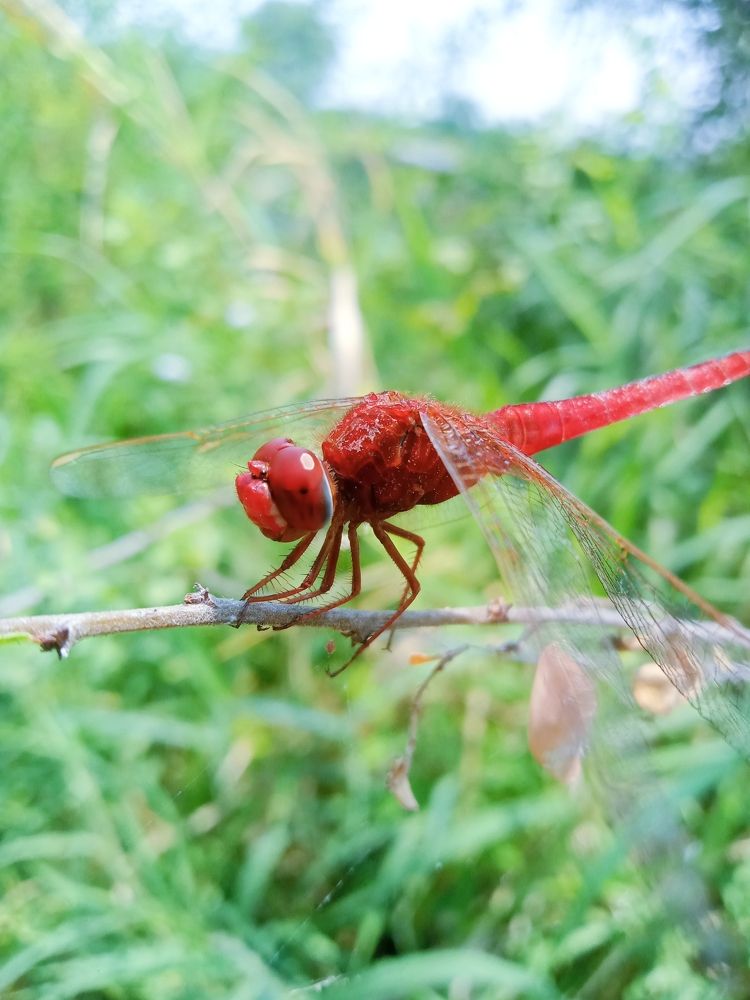 Photograph by Mahendra ponnapati