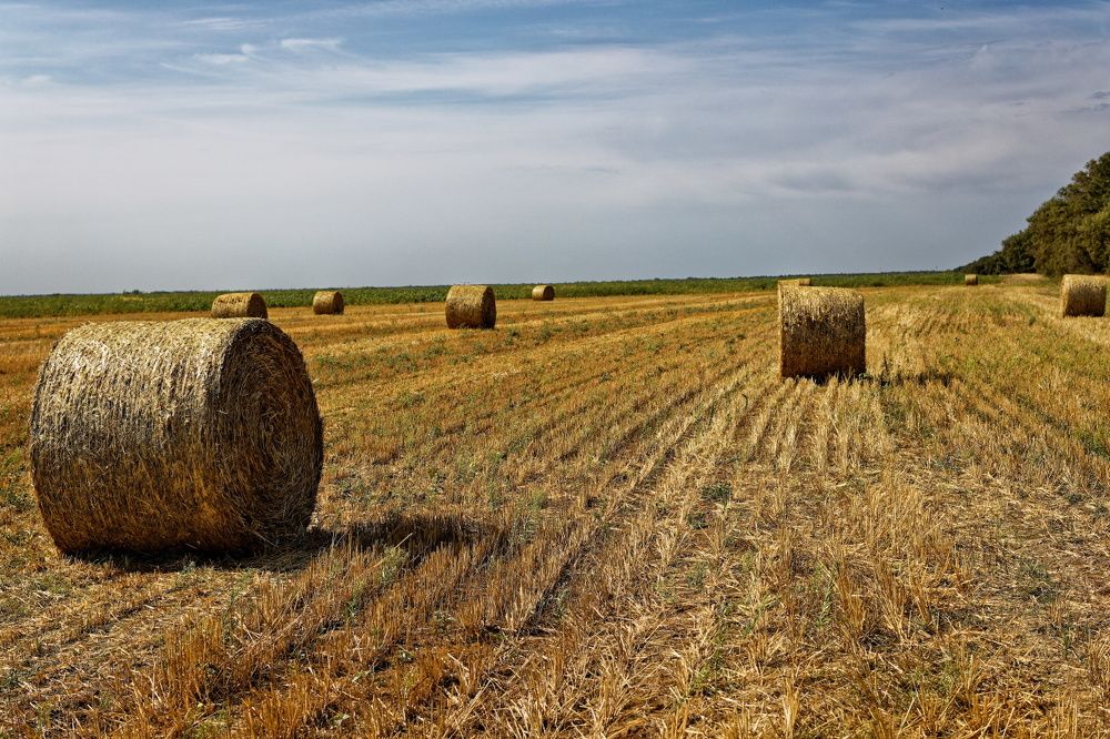 Photograph by Klimigo