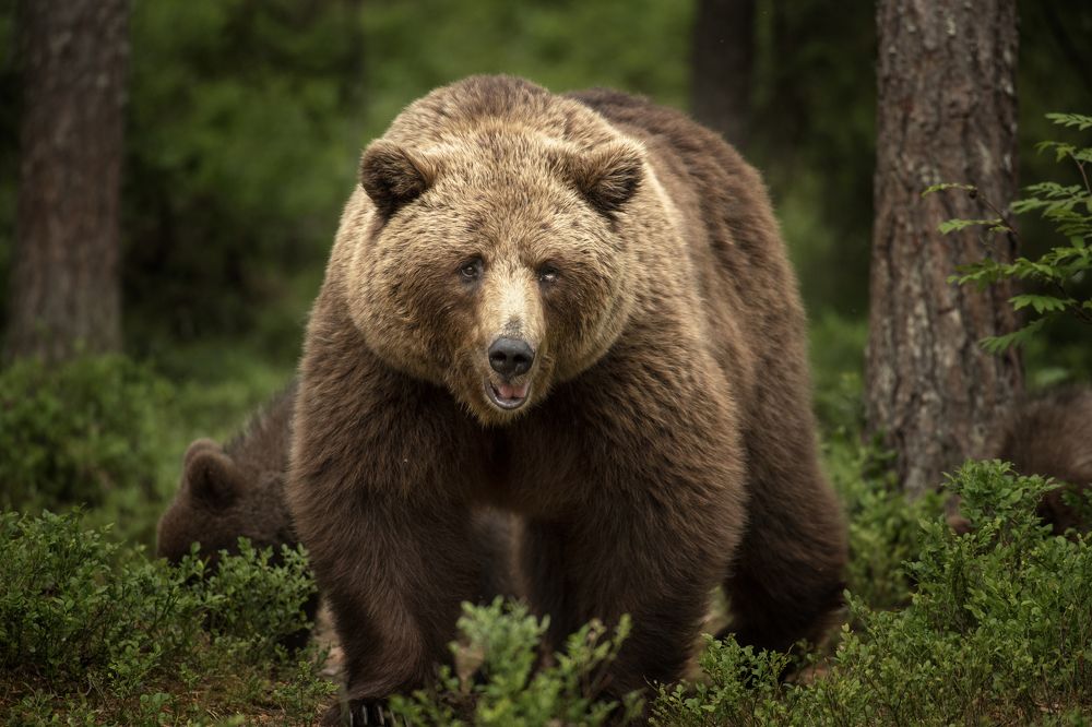 Photograph by Evgeny Borisov