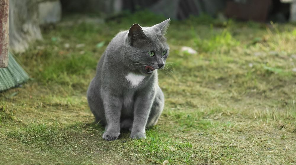 A cat named Kosya licking her lips in the yard