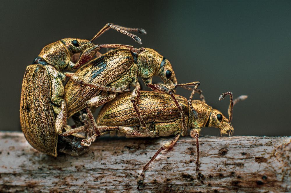 Photograph by heymans Tiffany