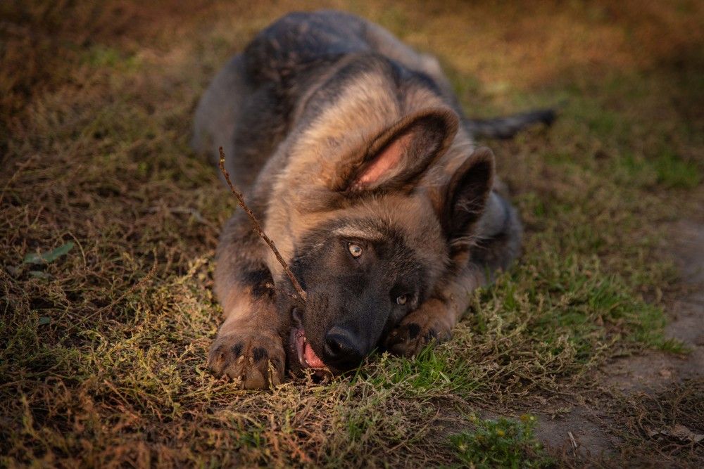 Photograph by Елена Мороз