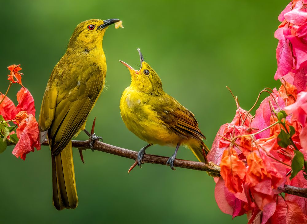 Photograph by Muhammed Zidan Photography