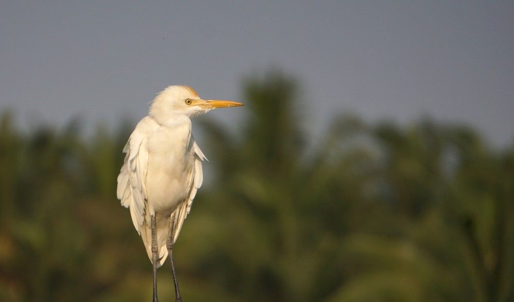 Photograph by Prabhu Viswanathan