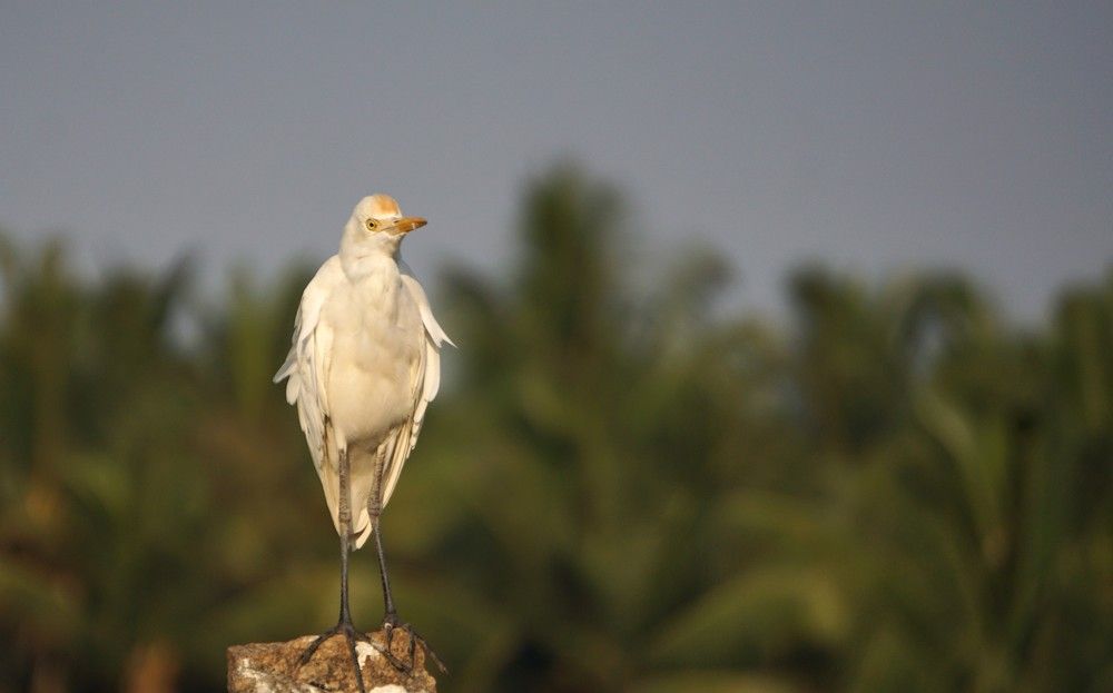 Photograph by Prabhu Viswanathan