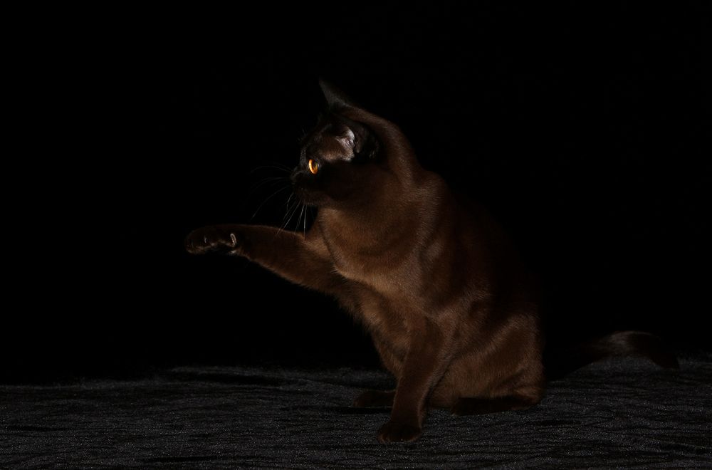 Фотография автора Надежда Лисицына