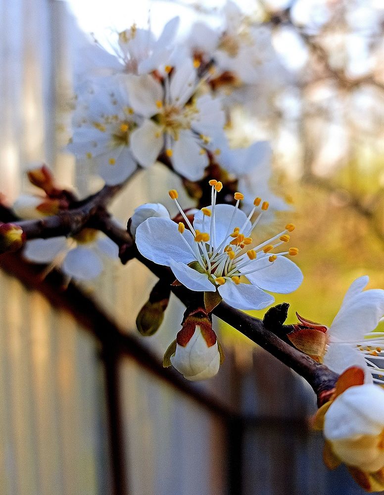 Photograph by Murtaza Rashid