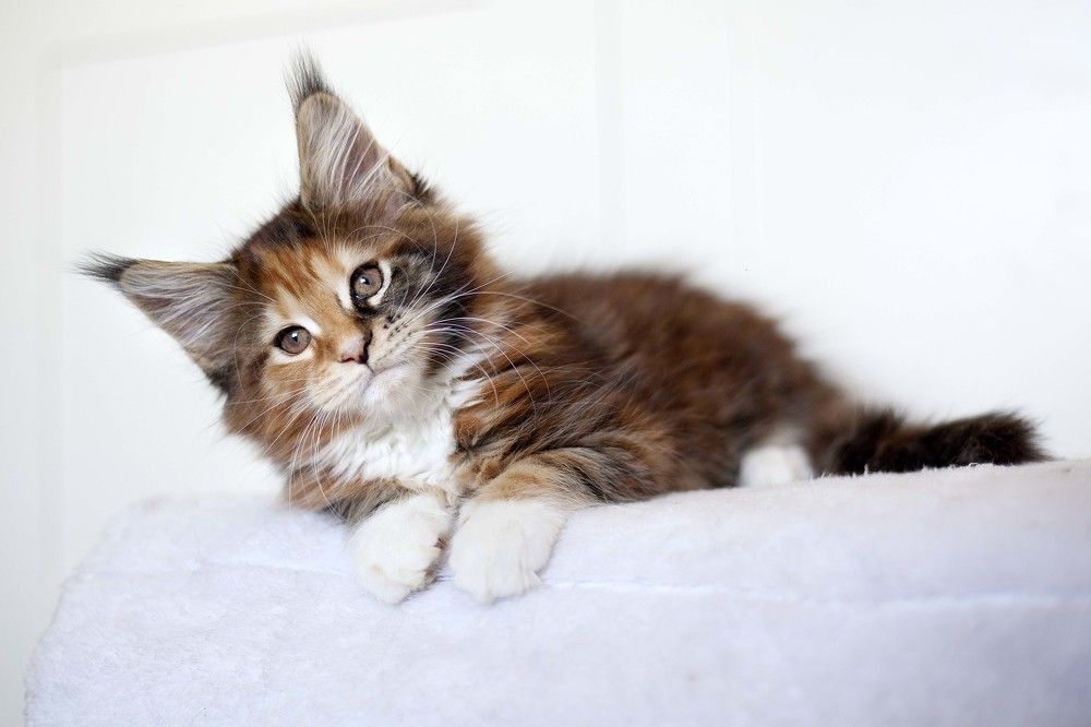 Photograph by Ирина Мамонова