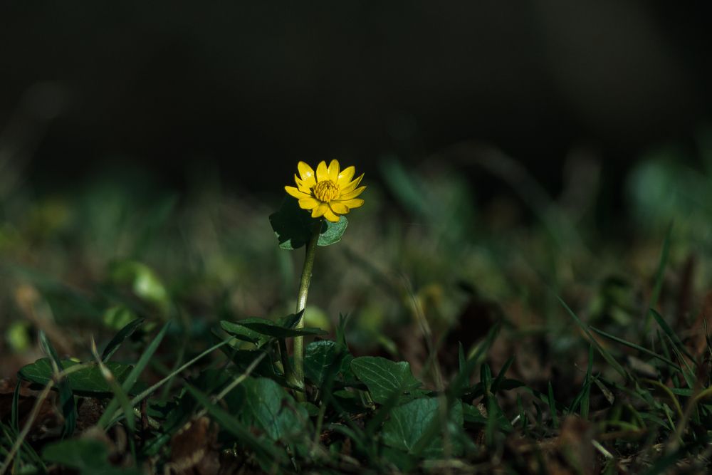 Фотография автора Алёна Подгорная