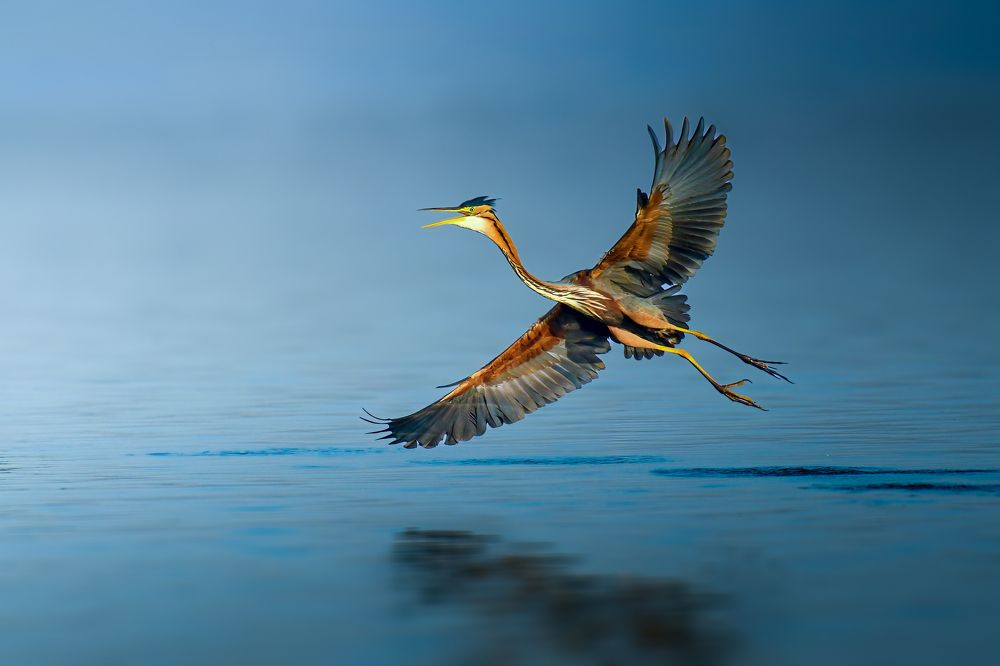 Фотография автора sherif Abdallah