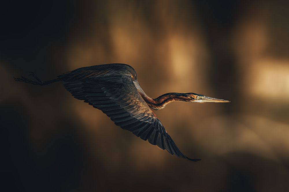 Фотография автора sherif Abdallah