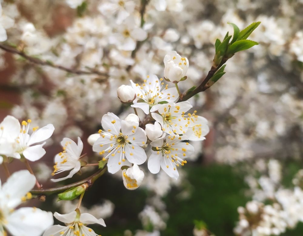 Photograph by Ирина Половцева