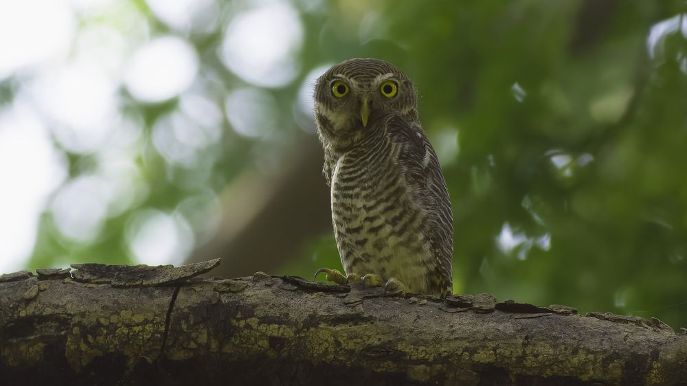 Photograph by piyush mahajan