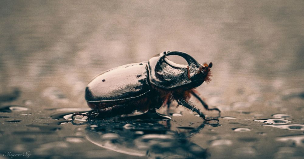 Photograph by Ольга Мойсеева