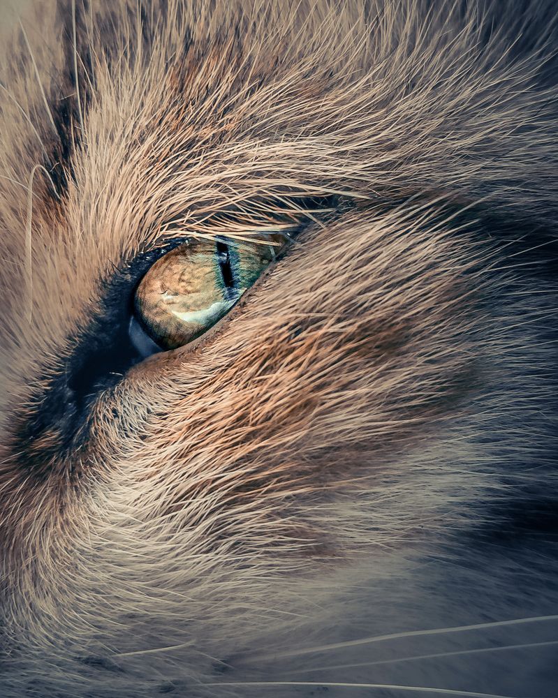 Photograph by Abdullah Edrees