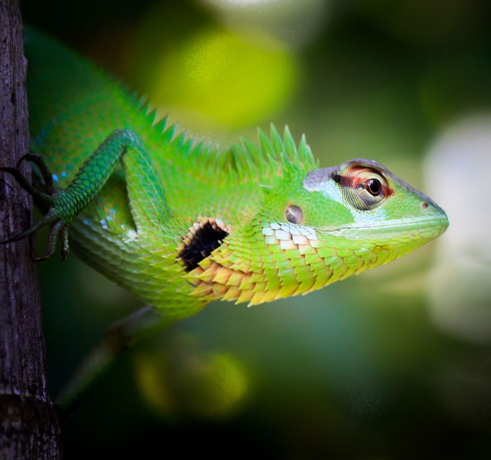 Photograph by Sasindu Pinibindu