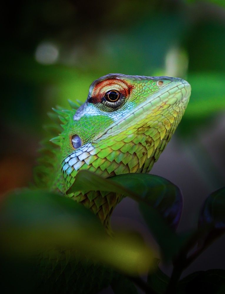 Photograph by Sasindu Pinibindu