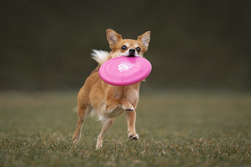 Фотография автора Krisztián Csalami