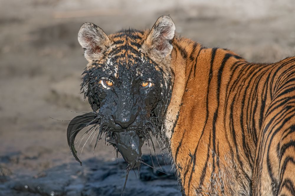 Photograph by Tania Cholwich