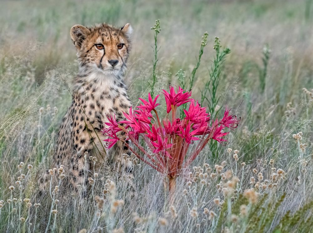 Photograph by Tania Cholwich