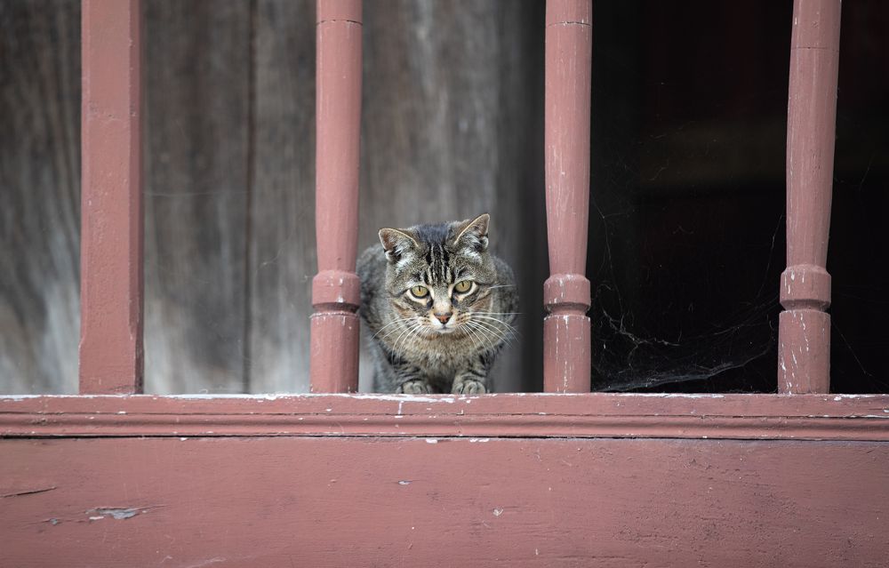 Фотография автора Fernando Comeche