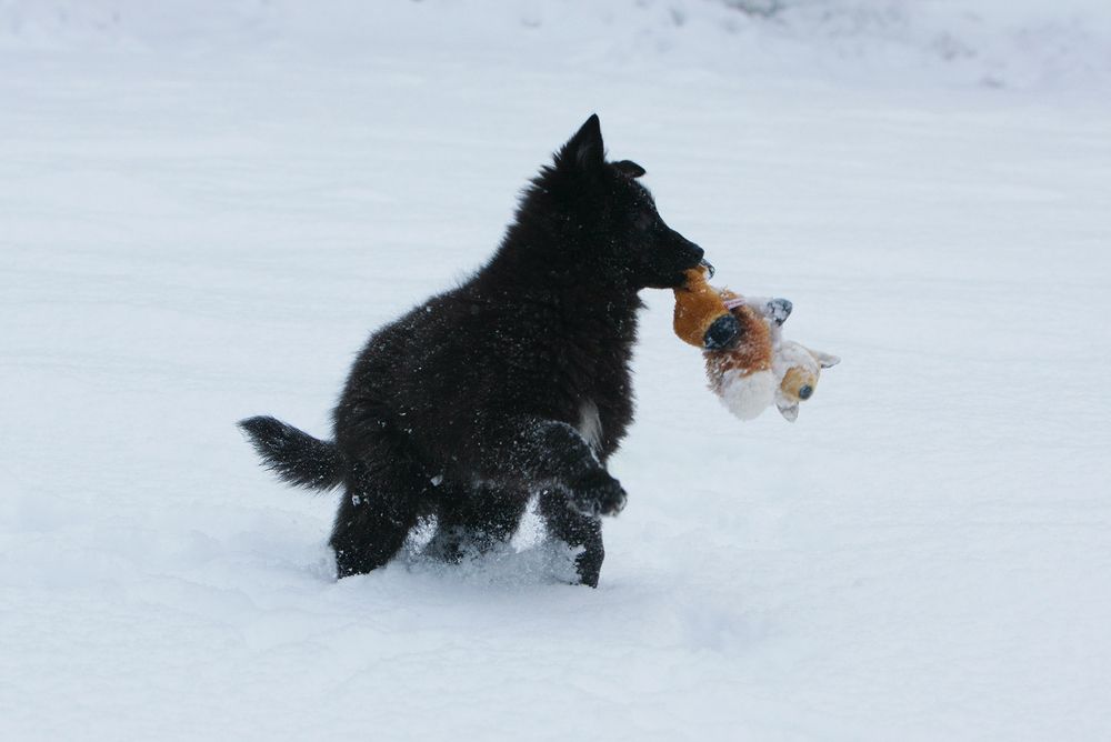 Фотография автора Надежда Лисицына