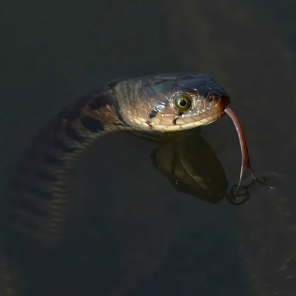 Photograph by Vishal s