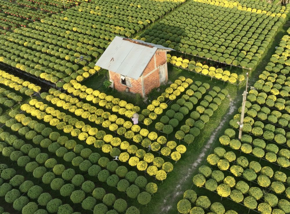 Photograph by Le Hanh Truong