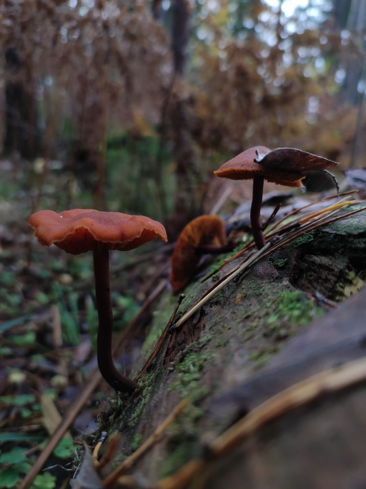 Фотография автора Ирина Линина