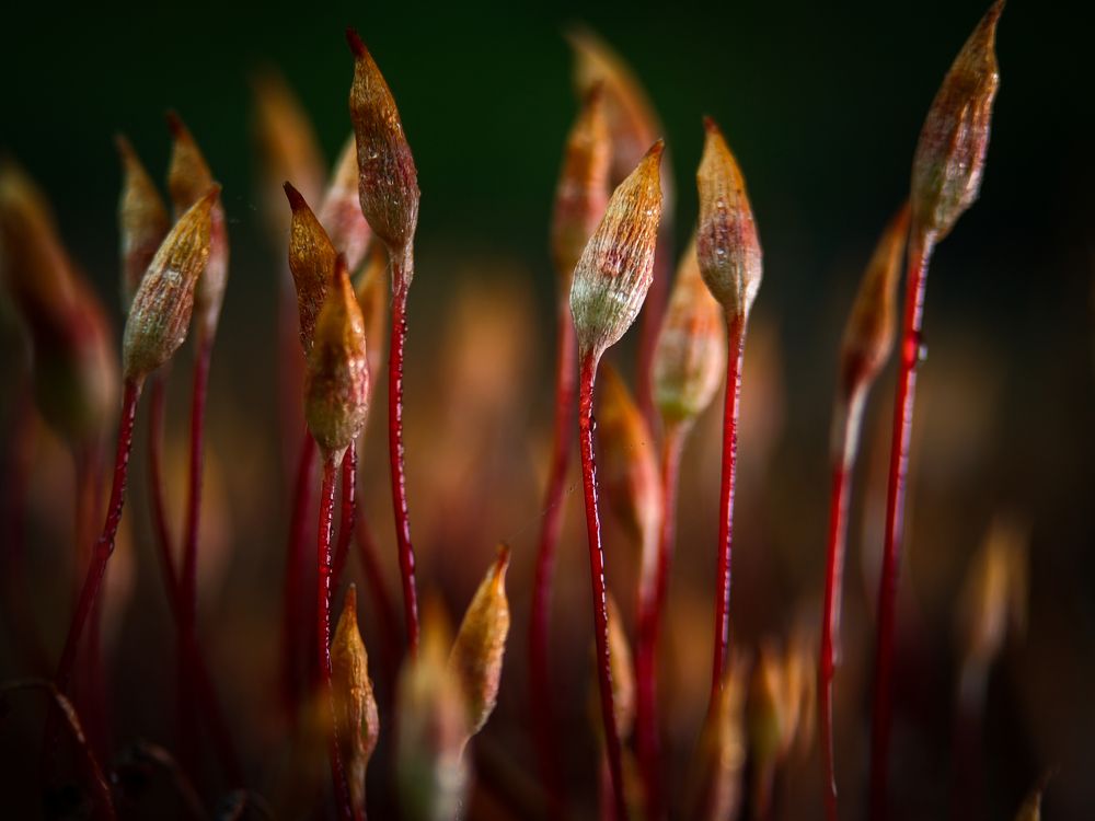 Photograph by Денис Грамович